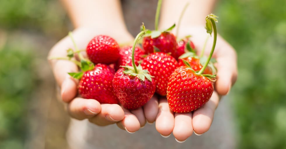 Je choisis mes fraises
